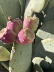 Opuntia orbiculata