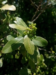 Lithraea brasiliensis