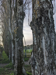 Pleurosticta acetabulum