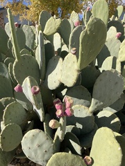 Opuntia orbiculata