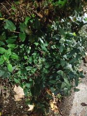 Paliurus spina-christi