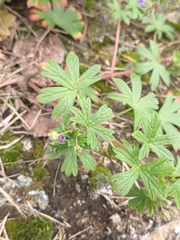 Geranium pusillum