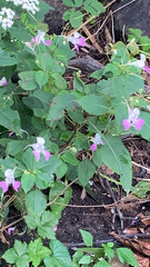 Impatiens balfourii