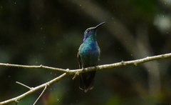 Colibri thalassinus