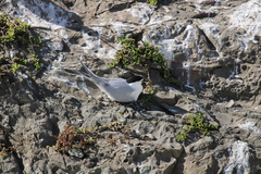 Sterna striata striata