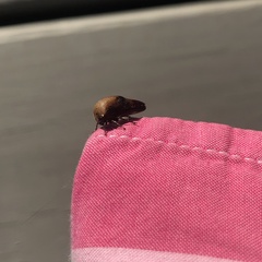 Smiliinae