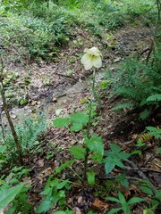 Cardiocrinum cordatum