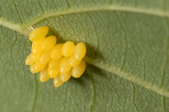 Epilachna varivestis