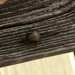 Smiliinae