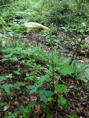 Cardiocrinum cordatum