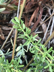 Frankenia salina
