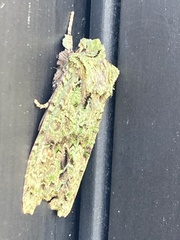 Ichneutica plena
