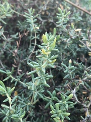 Frankenia salina