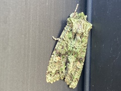 Ichneutica plena
