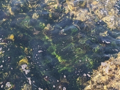 Phyllospadix scouleri