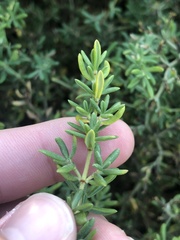 Frankenia salina