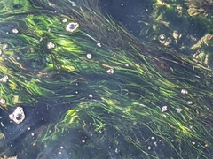 Phyllospadix scouleri