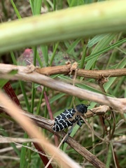 Aegorhinus superciliosus