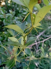 Berberis laurina