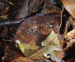 Mycena capillaris