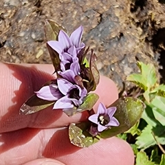 Gentianella turkestanorum