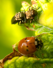 Agrilus cuprescens