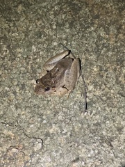 Limnonectes blythii