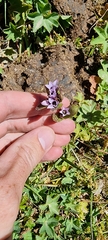 Gentianella turkestanorum