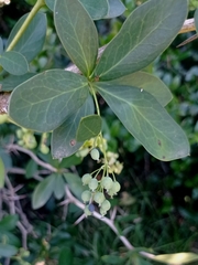 Berberis laurina