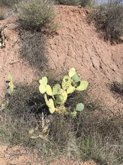 Opuntia orbiculata