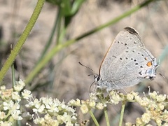 Satyrium sylvinus