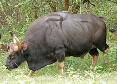Bos gaurus