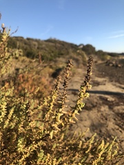 Suaeda taxifolia