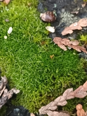 Syntrichia ruralis