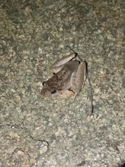 Limnonectes blythii