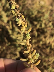Suaeda taxifolia