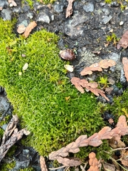 Syntrichia ruralis
