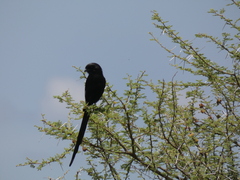 Lanius melanoleucus