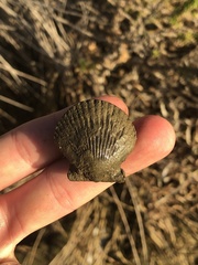 Argopecten ventricosus