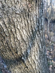 Acer negundo