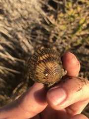 Argopecten ventricosus