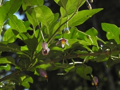 Solanum valdiviense