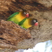 Fischer’s × Yellow-collared Lovebird - Photo (c) Dragonfyre, some rights reserved (CC BY-NC), uploaded by Dragonfyre