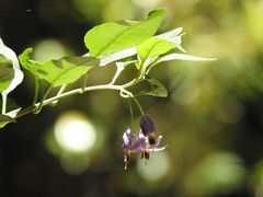 Solanum valdiviense