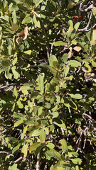 Chrysolepis sempervirens