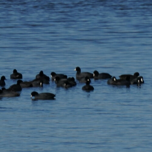 American Coot photographed in Missouri