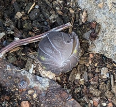 Armadillidium granulatum