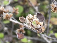 Helichrysum lanceolatum