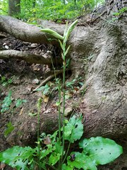 Cardiocrinum cordatum