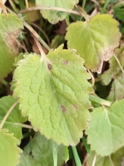 Campanula trachelium